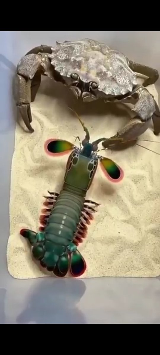 nexus🍋 tweet media