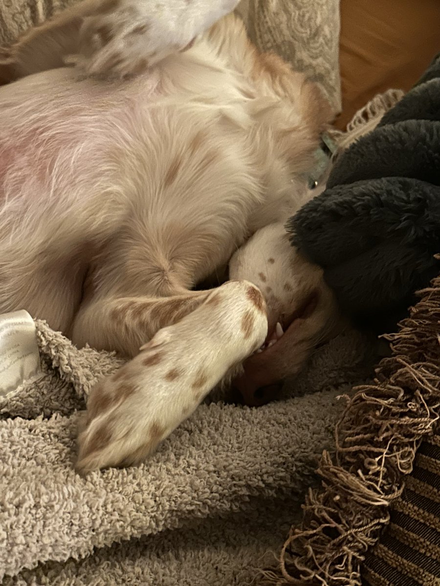 𝒢𝒾𝓃𝑔𝑒𝓇 tweet media