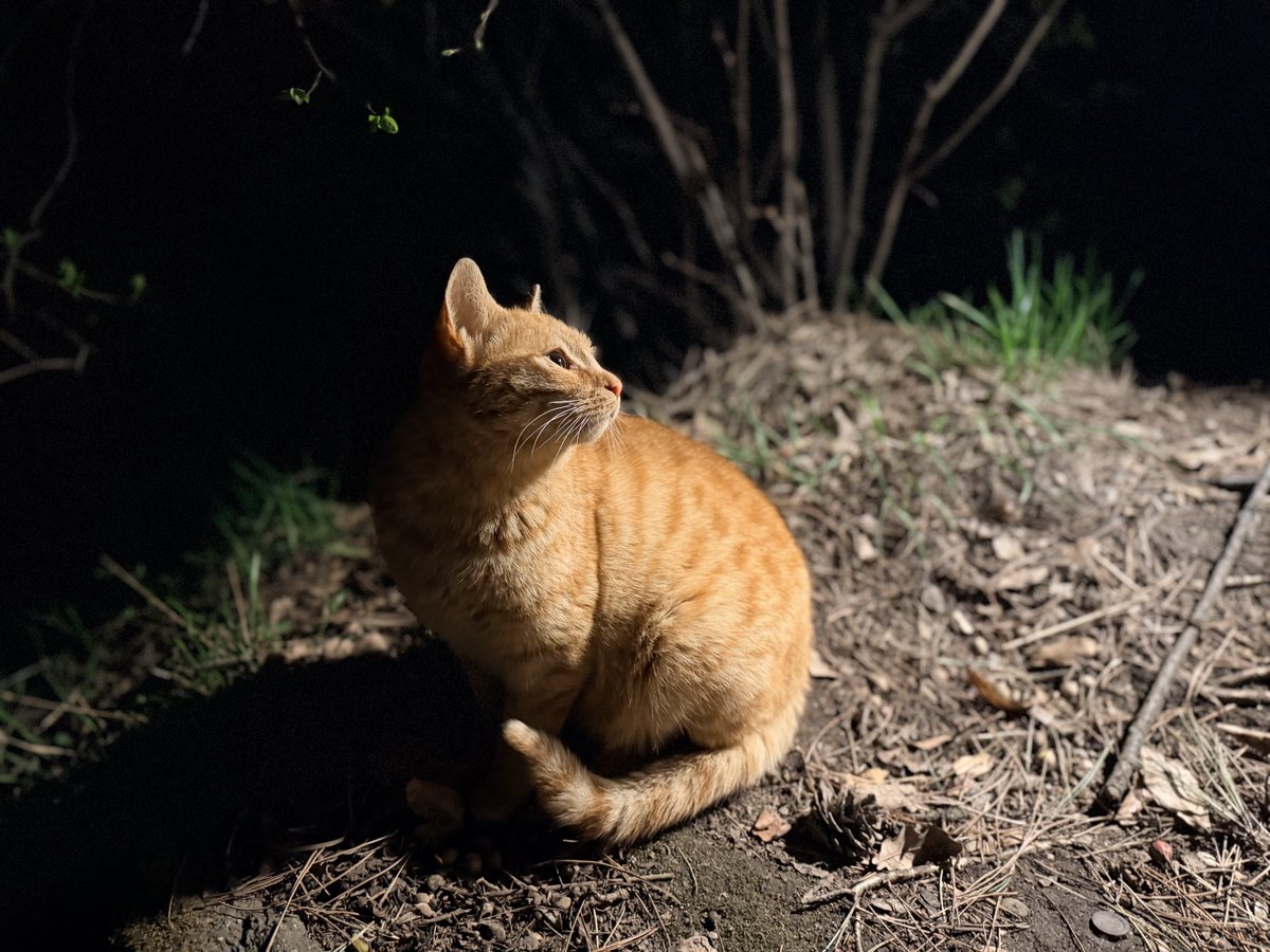 BigWaterBird tweet media