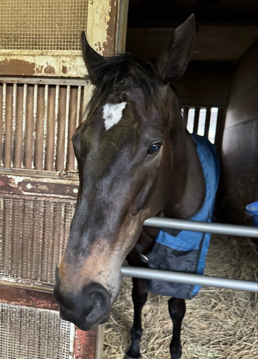 上原博之厩舎【ウエハラヒロユキキュウシャ🍀】 tweet media