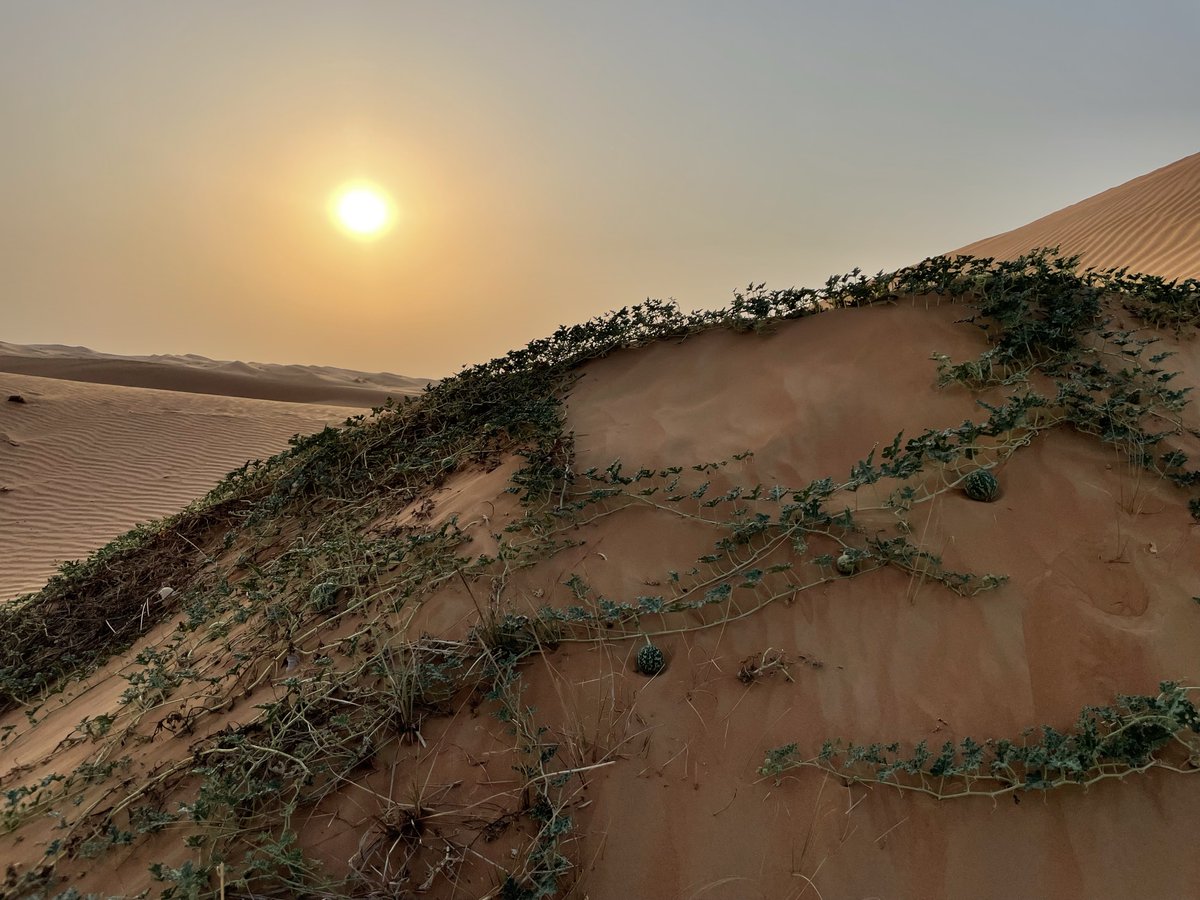 Avi Kaner ابراهيم אבי tweet media