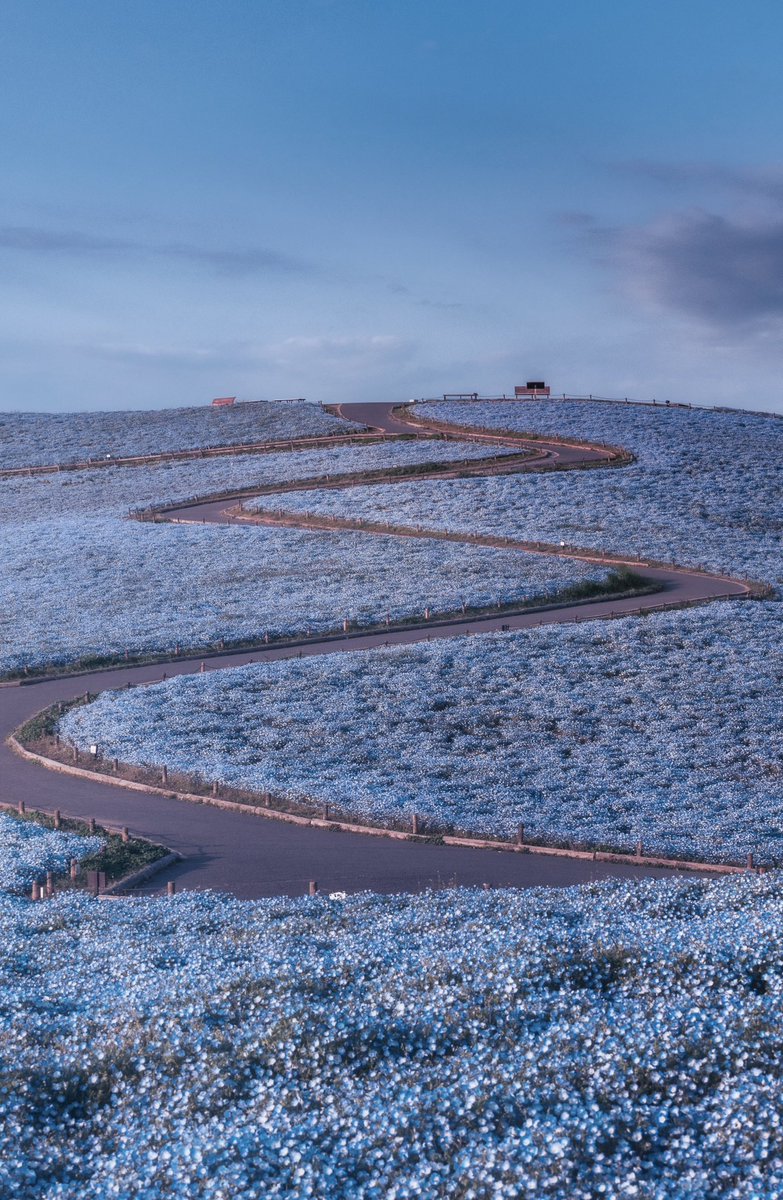 ポムの蒼。(ポムノアオ) tweet media