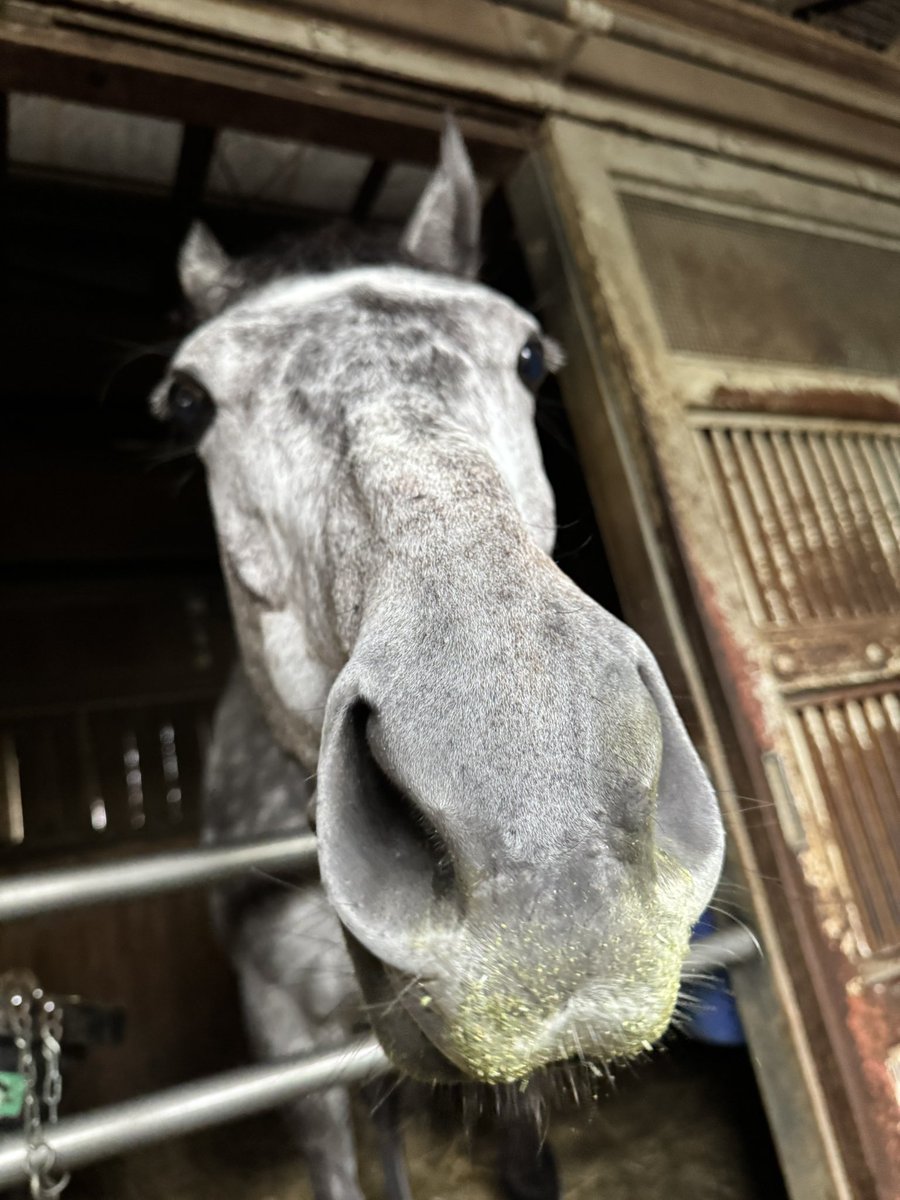 上原博之厩舎【ウエハラヒロユキキュウシャ🍀】 tweet media