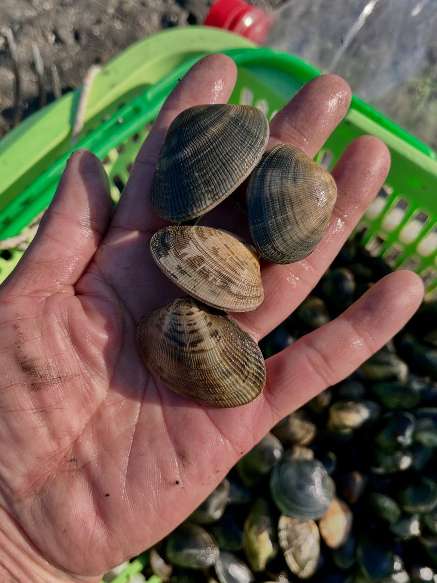 kaoru-みみずfishing tweet media