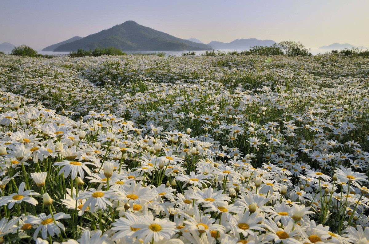 Ungulati impari tweet media