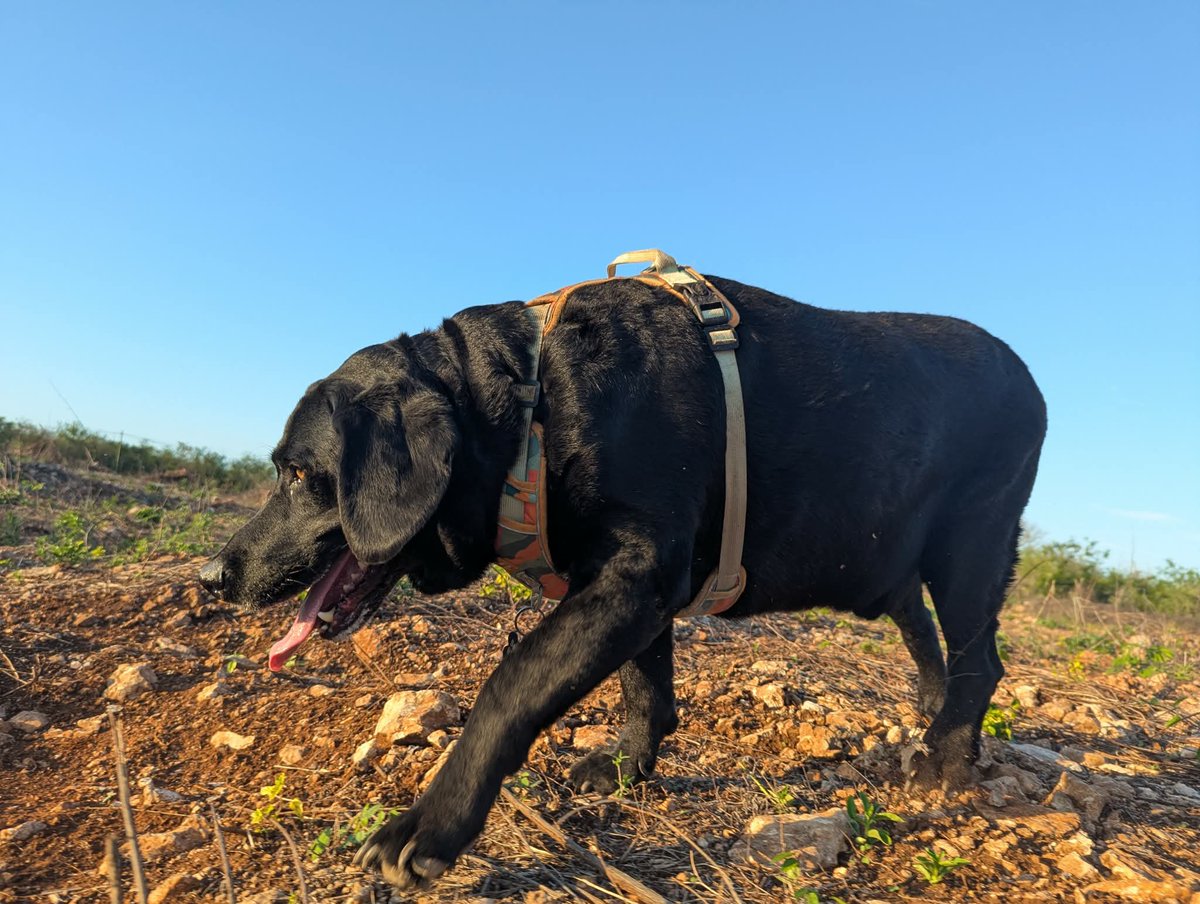 PMounou's tweet image. Happy grizzly! 

Pruffe en balade

#BlackLabrador #labrador