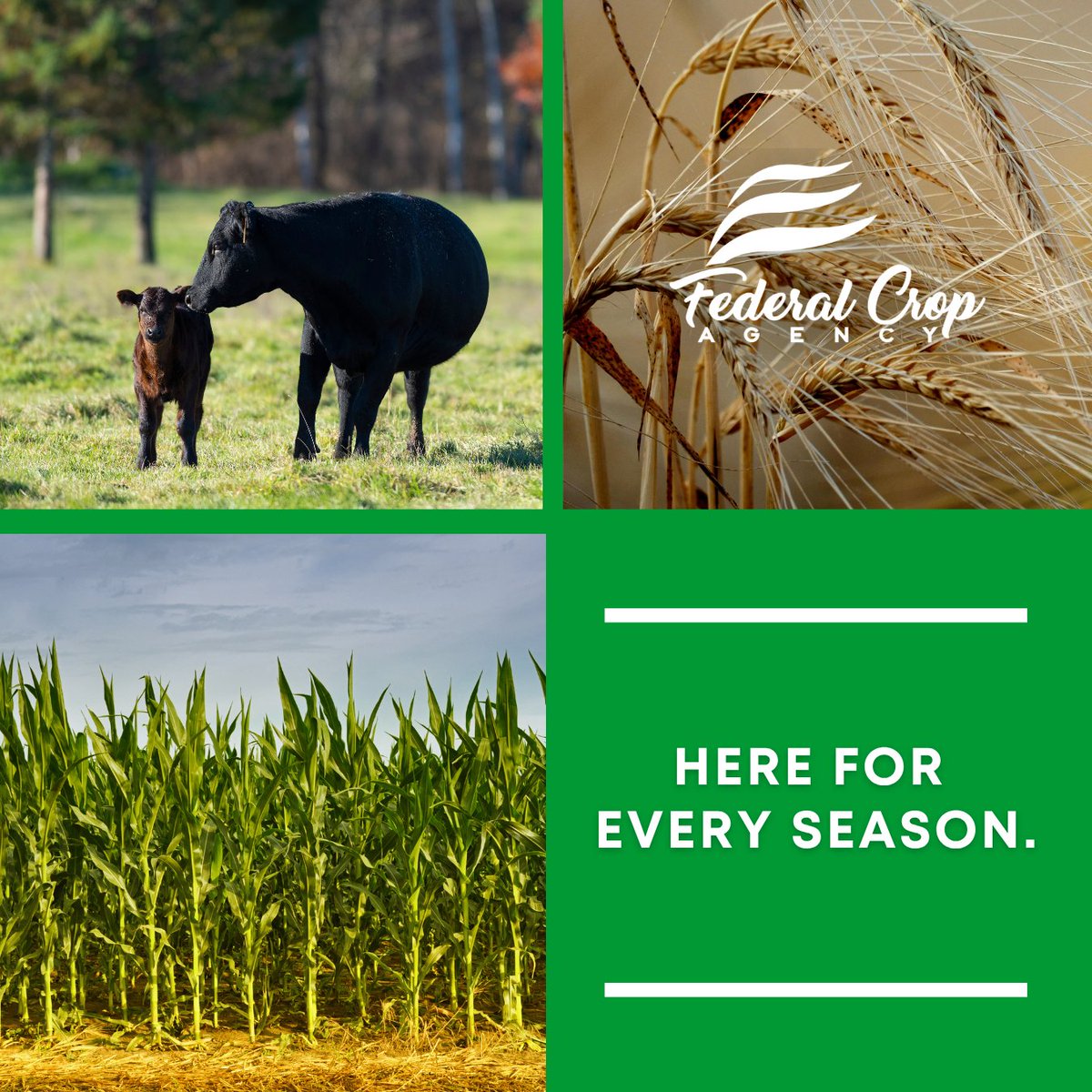 Federal Crop Agency tweet media