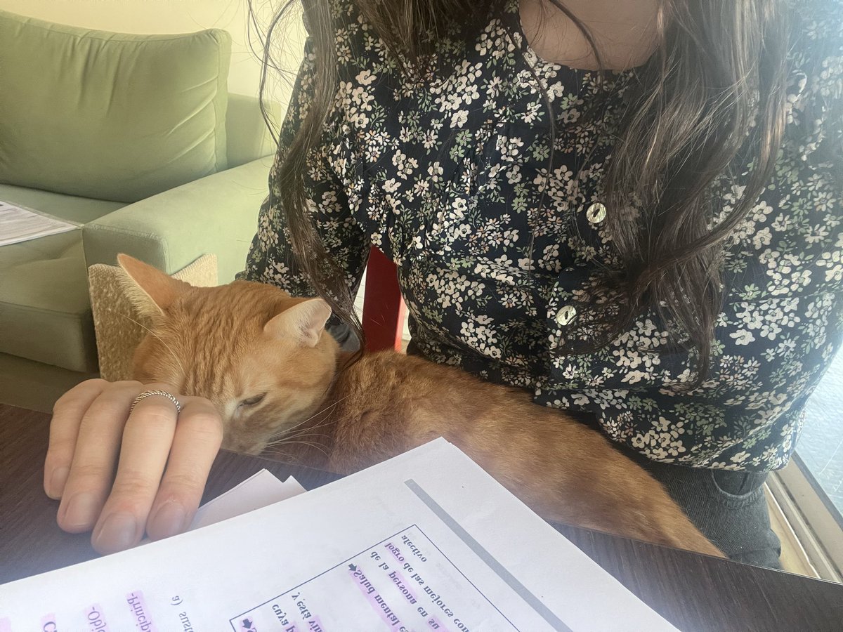 hoy estudié así 🐱
