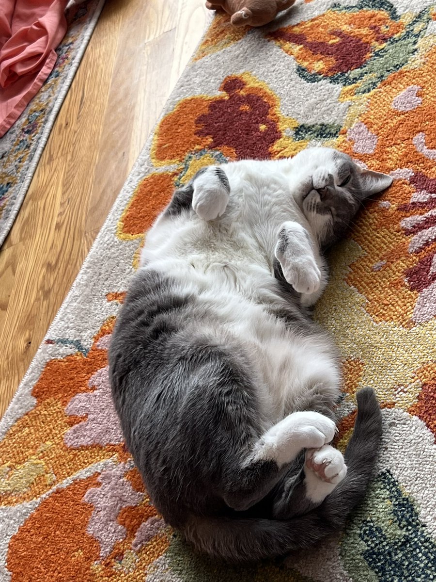 🏒 Andrei-y, 🏒 Sea Bass-y, GF and Miss Cookie 🍪:
Happy Friday everypawdy!
#LetsGoCanes