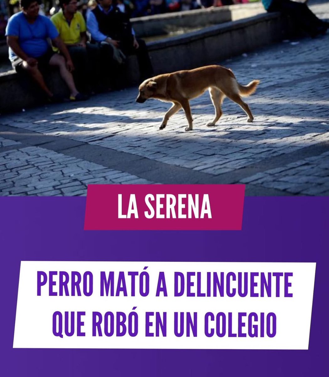 Ladrones Siendo Domad🐀s tweet media