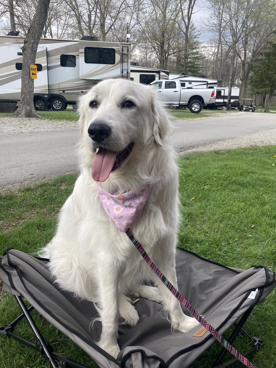 Anna The Pyrenees tweet media