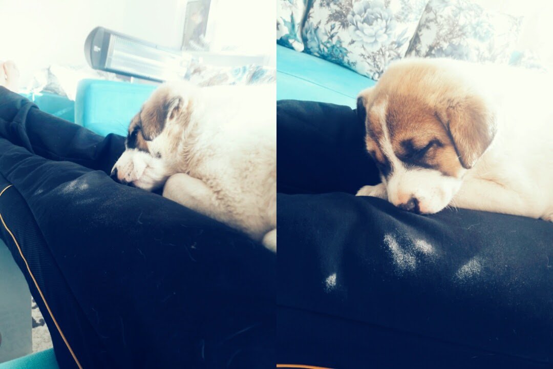 Bugün, Evcil Hayvan Günü. 
İyiki varsın oğlum roket.