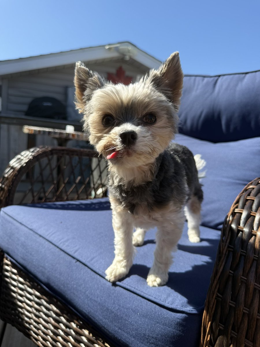 Cory & Gio 🐾🇨🇦 tweet media