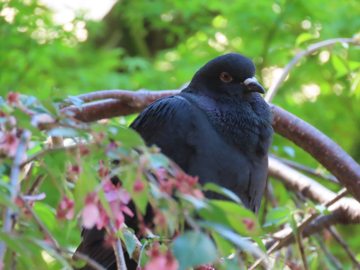 palpalhalhal's tweet image. おはようございます。こんなにも真っ黒なハトさんいるんだなってびっくりしました。行ってきます(^^)✨　#野鳥　#鳩　#ハト　#とりかわいいねf
