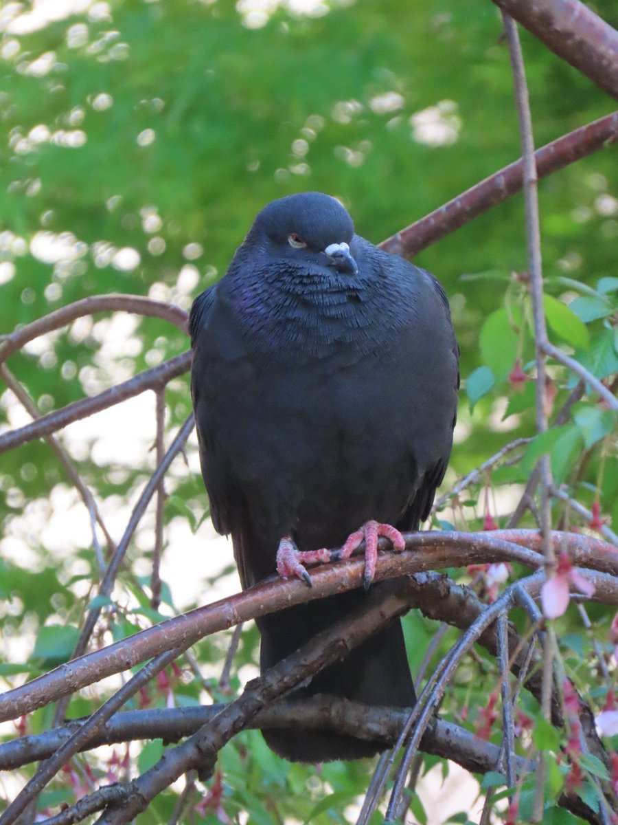 palpalhalhal's tweet image. おはようございます。こんなにも真っ黒なハトさんいるんだなってびっくりしました。行ってきます(^^)✨　#野鳥　#鳩　#ハト　#とりかわいいねf