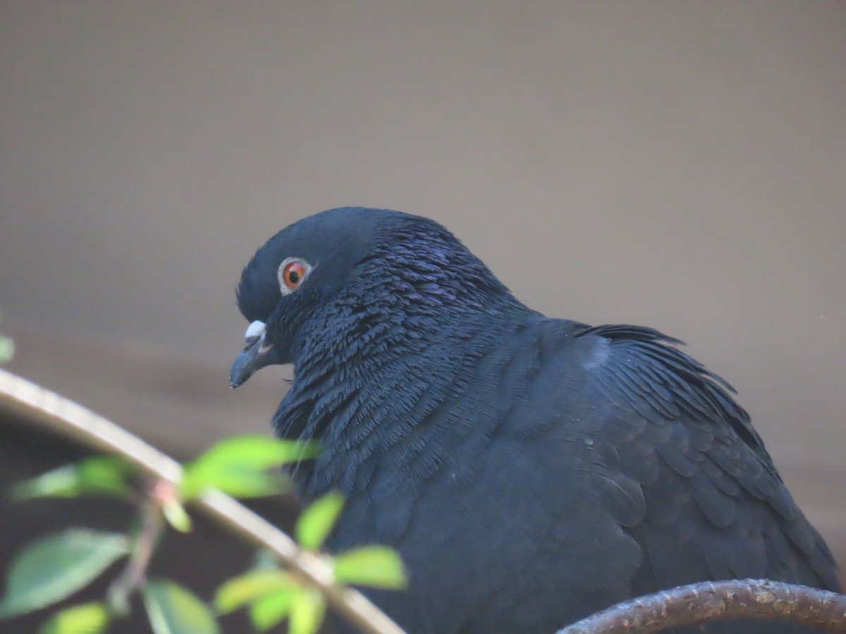 palpalhalhal's tweet image. おはようございます。こんなにも真っ黒なハトさんいるんだなってびっくりしました。行ってきます(^^)✨　#野鳥　#鳩　#ハト　#とりかわいいねf