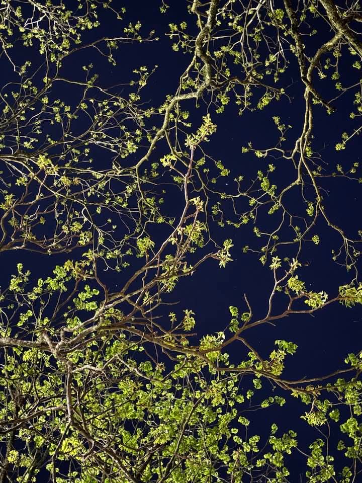 Maria Castro. tweet media