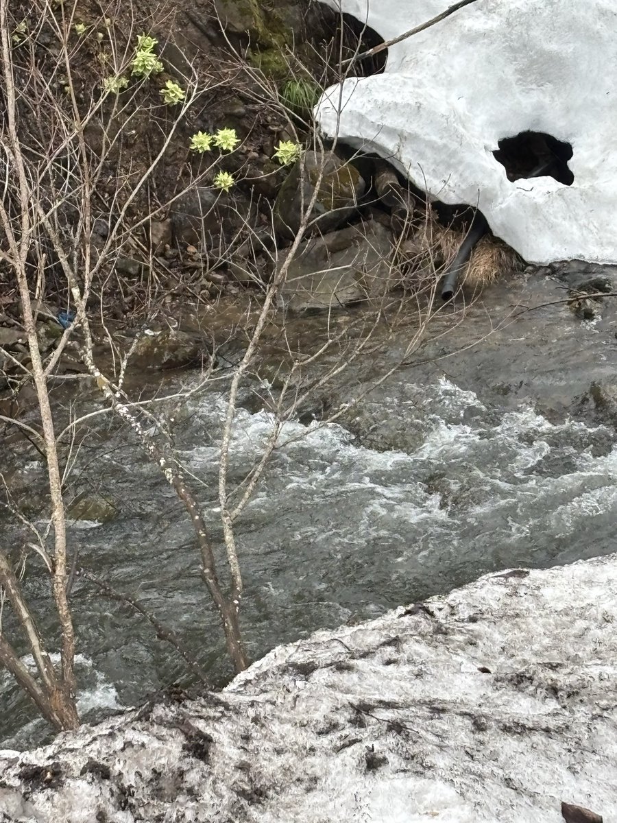 よし@苫り木Cafeのマスター tweet media