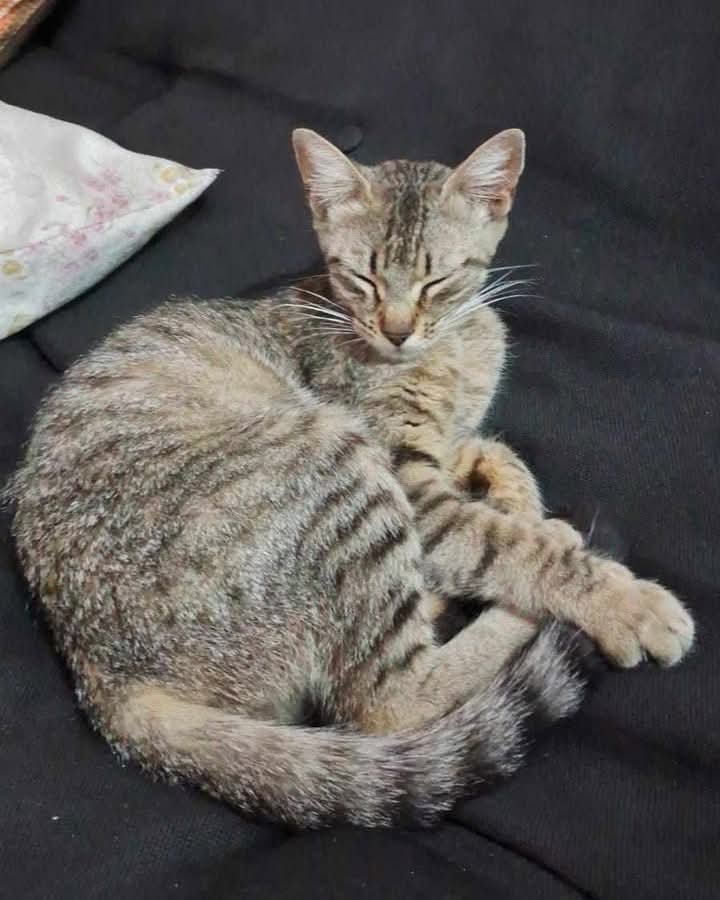 Fundación De Gatitos tweet media