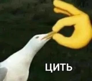 dandelionENHYPEN_IS_7 tweet media