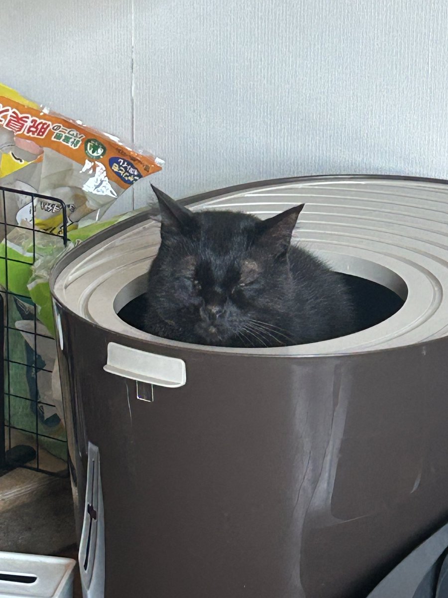 墨丸先生 tweet media