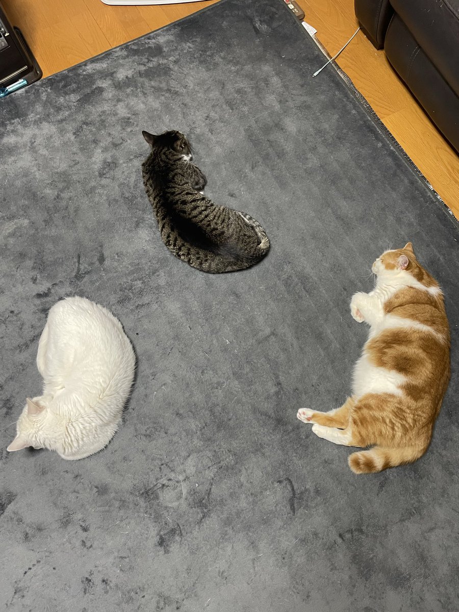 マロンとモンブラン tweet media