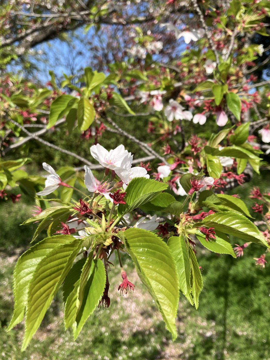 かえるちゃん🐸(かえるのしっぽ🐸🍤) tweet media