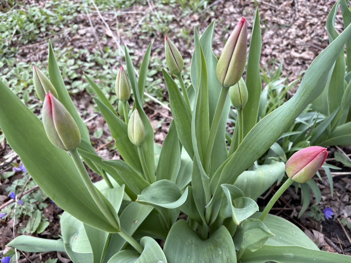 Hereafter tweet media