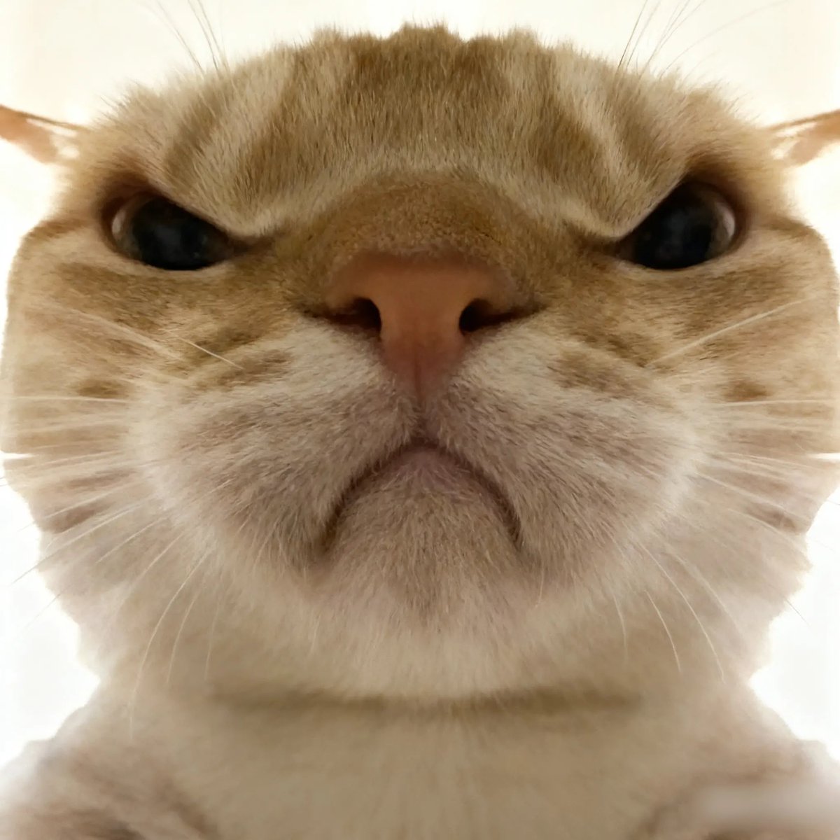 あかさ tweet media