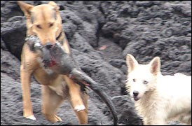CenozoicDragons's tweet photo. I think it's important that people remember that while human hunting did play a role in the extinction of these animals, many of them were done in by the animals the sailors brought with them and that these invasives continue to decimate island ecosystems today. https://t.co/4CzQKvDRbm