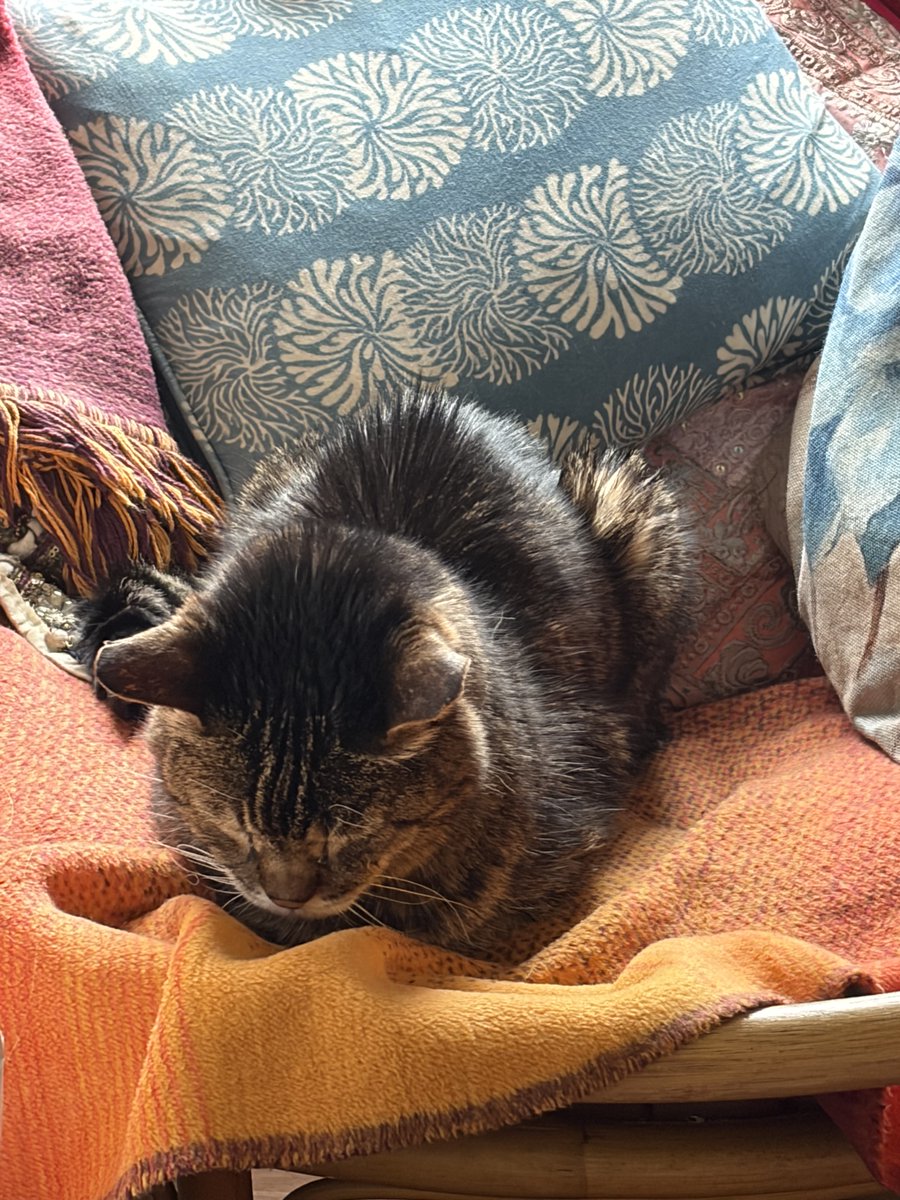 Bencat90866404's tweet image. Mam's been and escaped again so I'm going to make the most of it &amp;amp; have a pawty.... once I've had another snooze or two...
Goodnight friends, sleep well 💤💤 Enjoy #CaturdayEve!
🐾paw-waves🐾 purrs😽 &amp;amp; hugs🤗 for mews all💕
#CatsOnX #KindnessMatters #BeKindAlways❤️