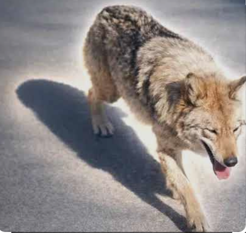 Pablo of memes tweet media