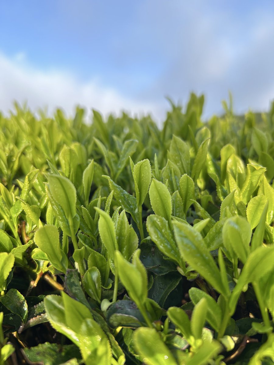 さくぞう tweet media