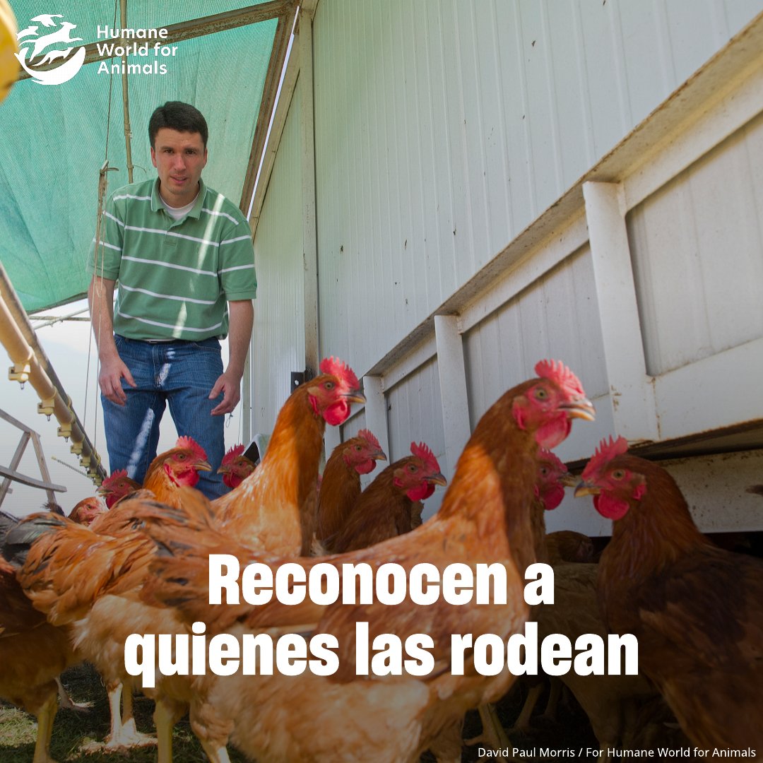 Humane World for Animals Mexico tweet media
