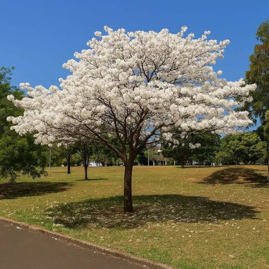 biloca 🦠 tweet media