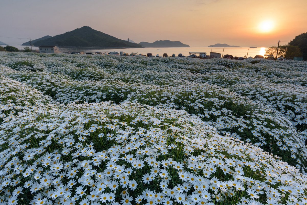 ᴅɪᴠᴇʀɢᴇɴᴛ tweet media