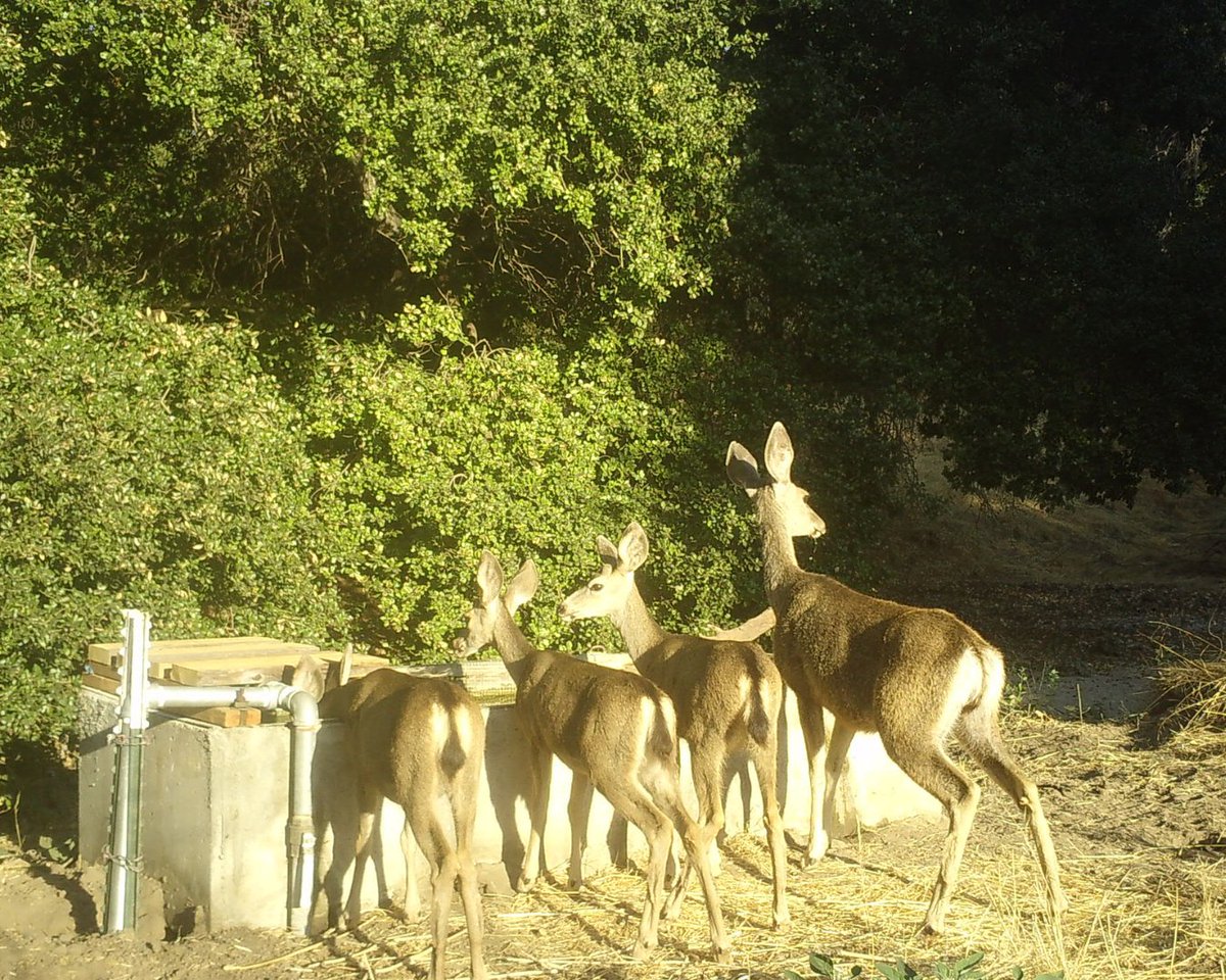 IRNLandmarks's tweet photo. It’s National Wildlife Week and the Landmarks are full of life, as always. 🦌🐦🌿🦨 https://t.co/zwgHdv4AiB