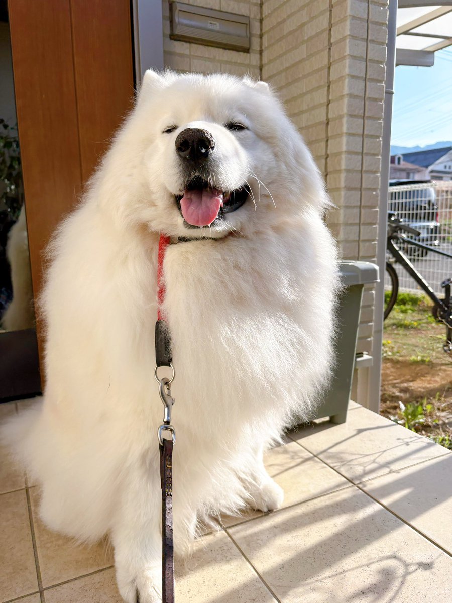 サモエドのサニー tweet media