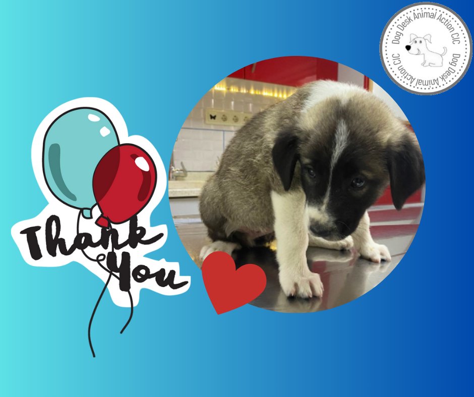 Dog Desk Animal Action tweet media