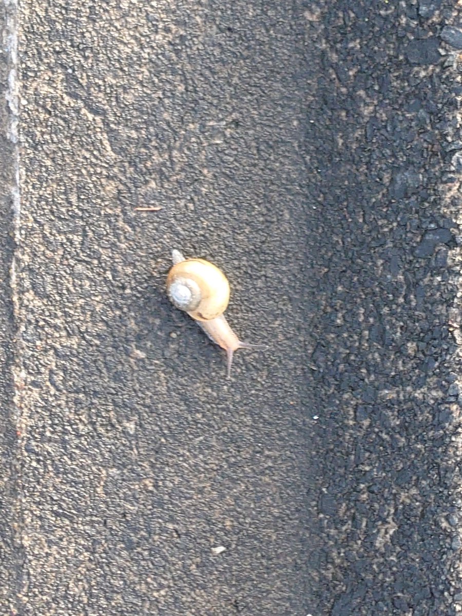 ふわふうらい tweet media