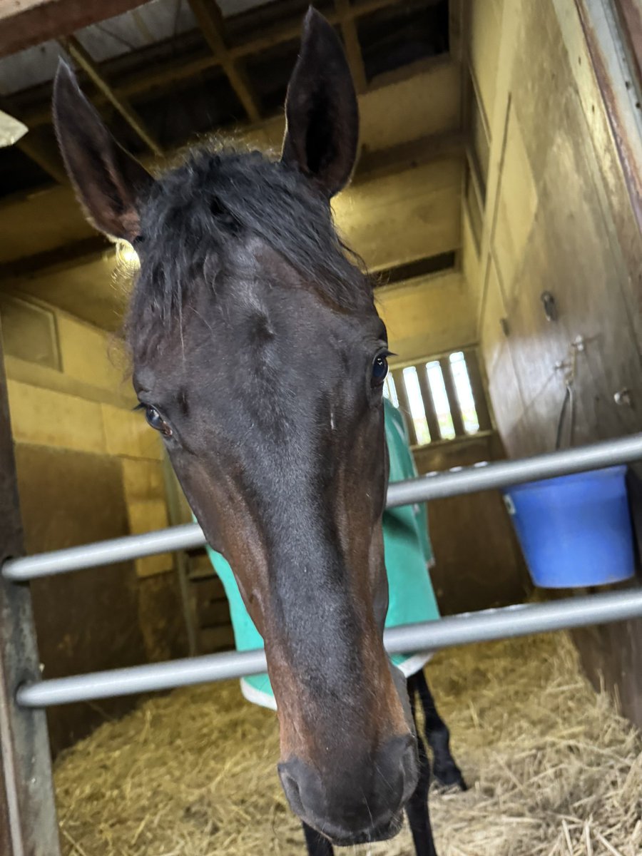 上原博之厩舎【ウエハラヒロユキキュウシャ🍀】 tweet media