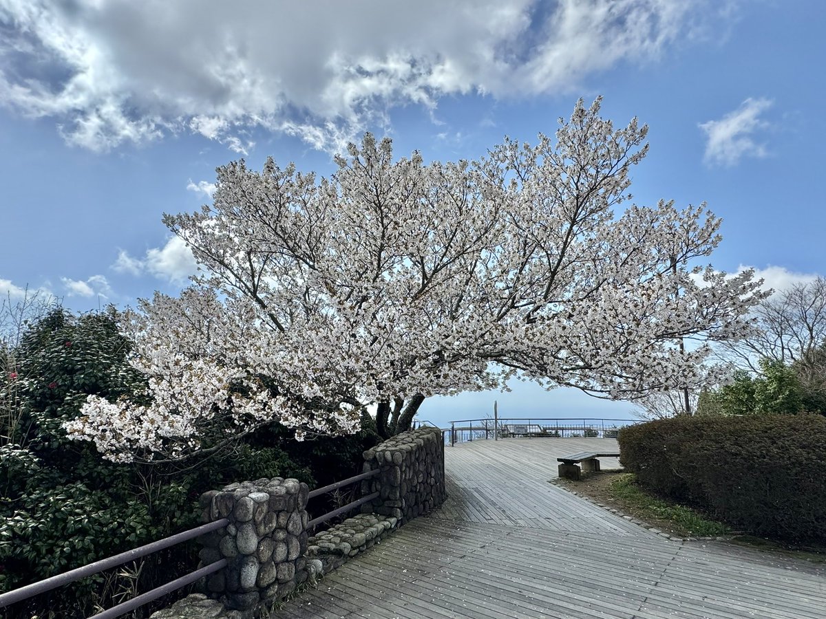 チ カ 🐯 tweet media