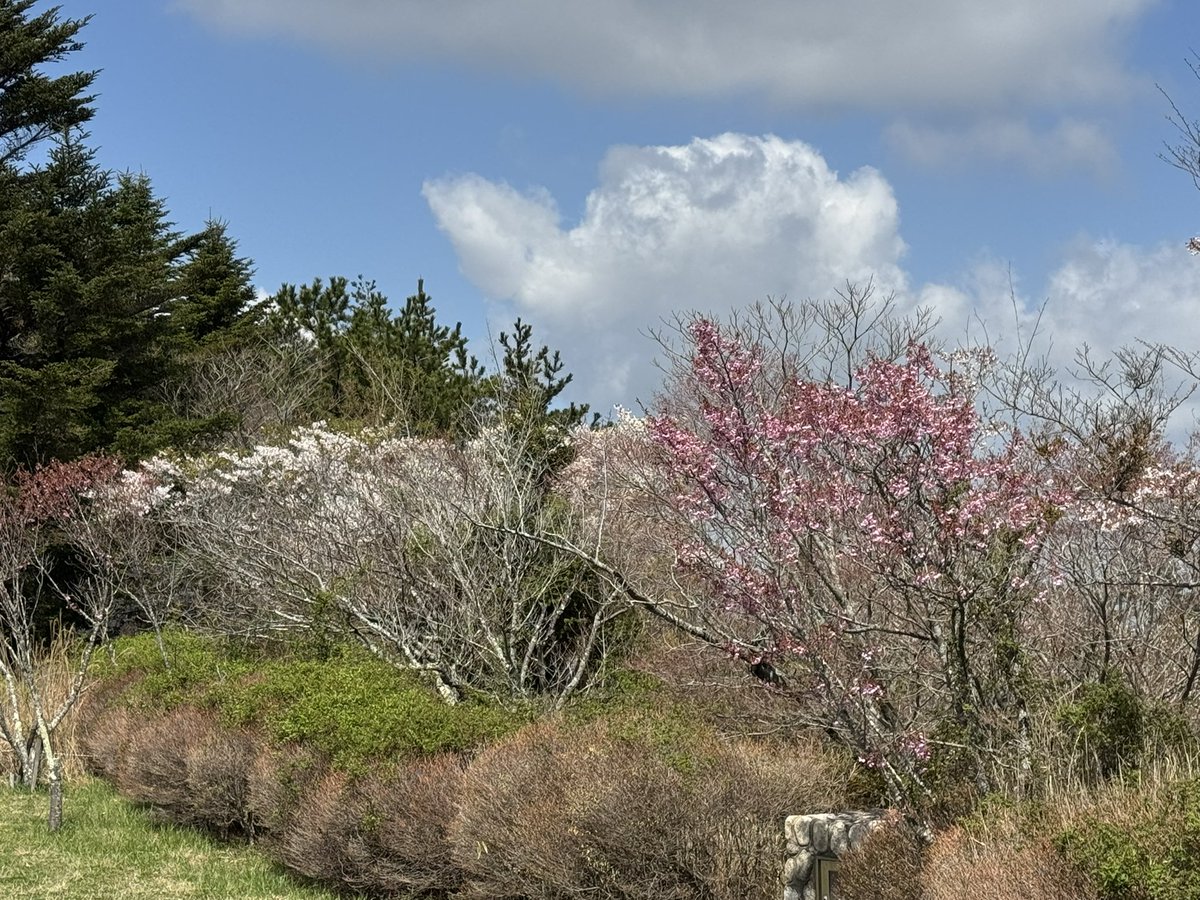 チ カ 🐯 tweet media