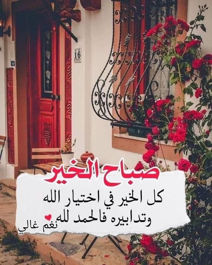 Dalia elshamy tweet media