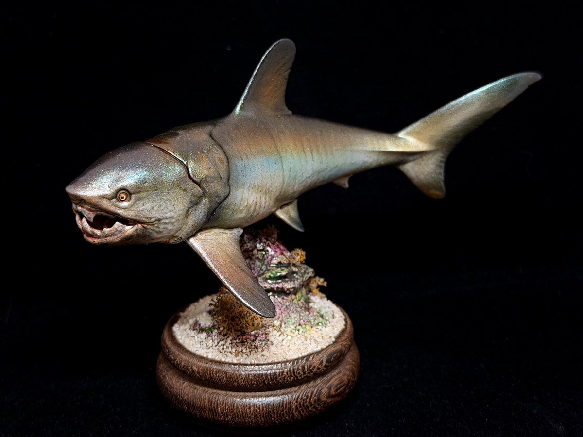 nao70shark tweet media