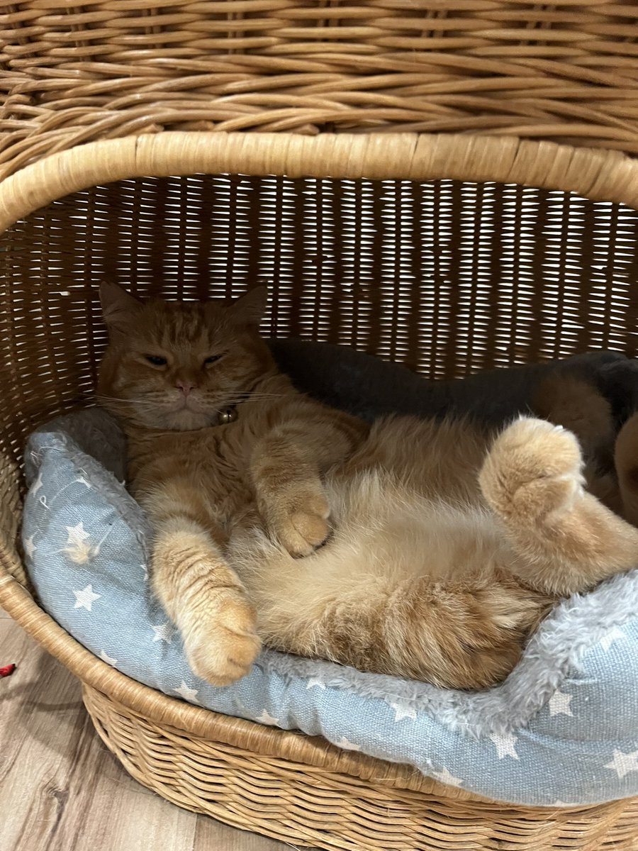 Adung & Imut 🐈 tweet media