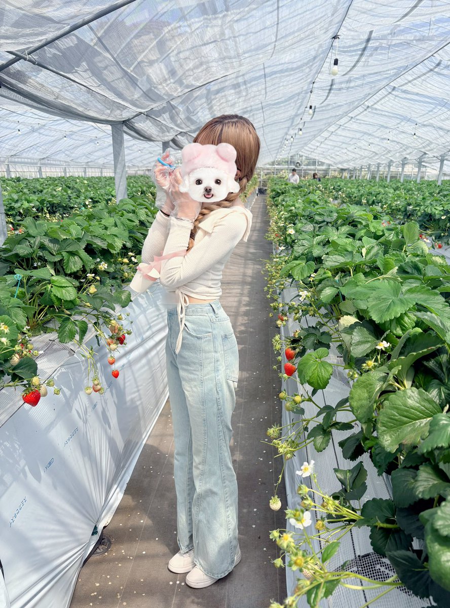 さくらもち tweet media