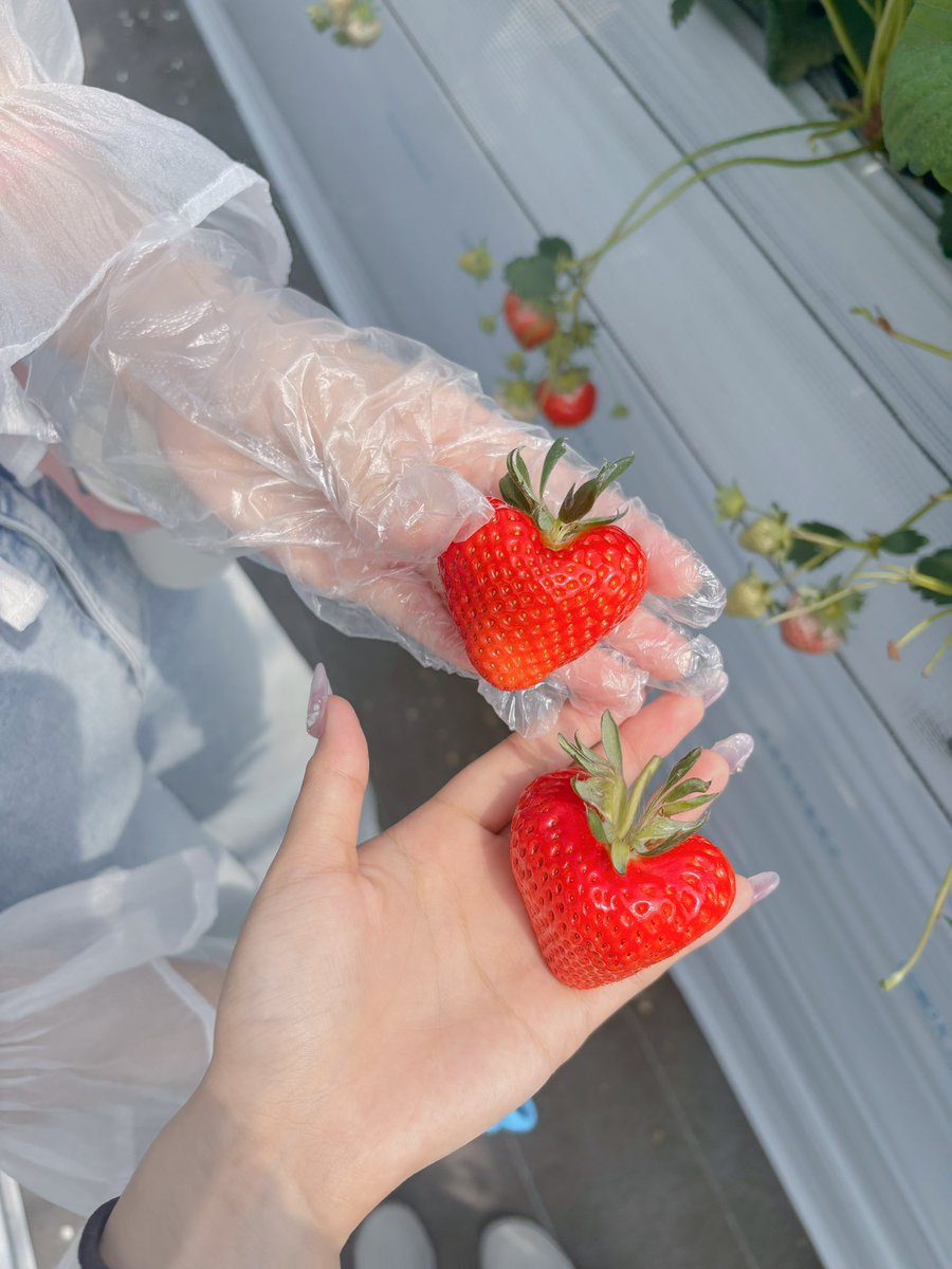 さくらもち tweet media