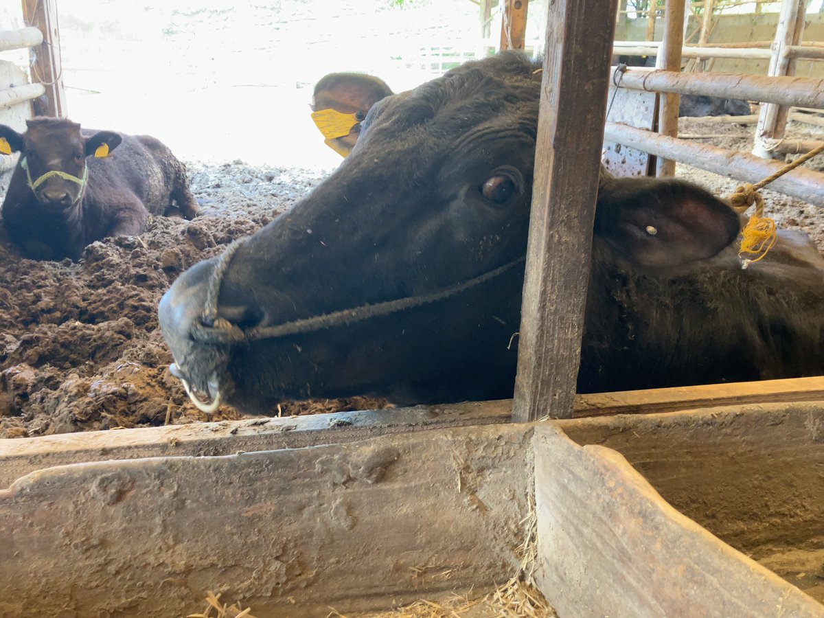 なめたけ太郎 tweet media