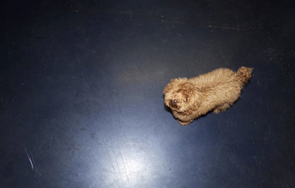 Beyoncé Brasil tweet media